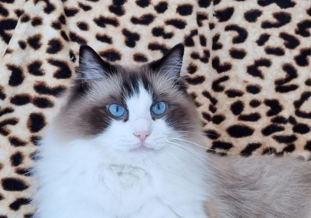 Luca , de huiskat
